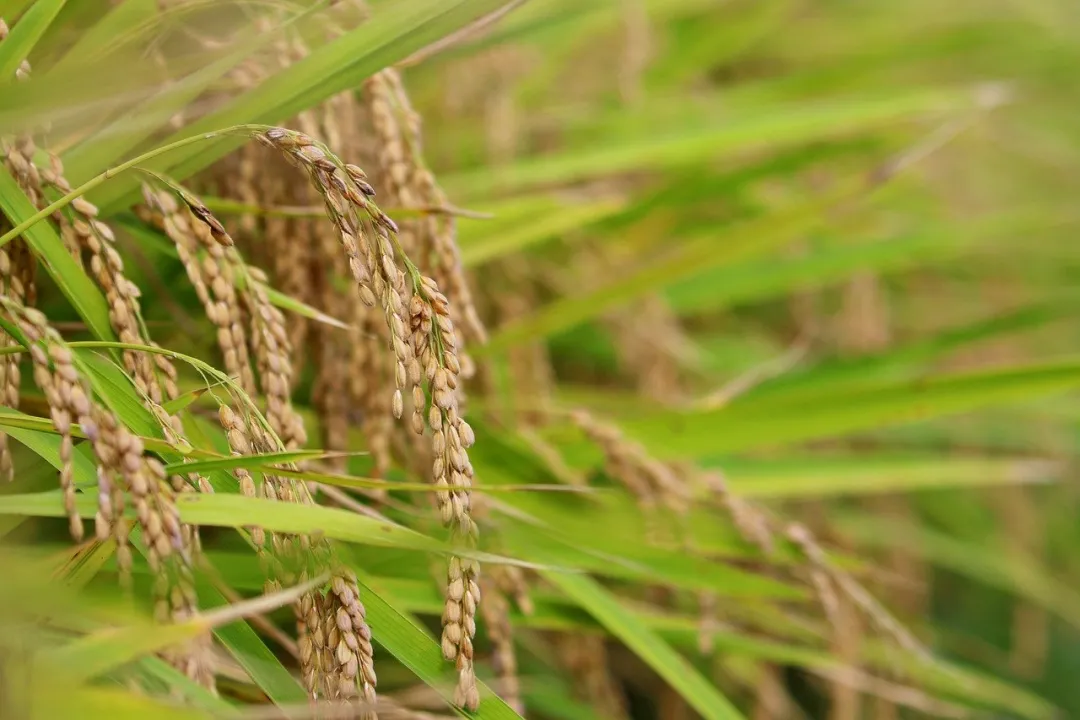 从营养角度来看，糙米非常适合补充或替代动物饲料中的玉米