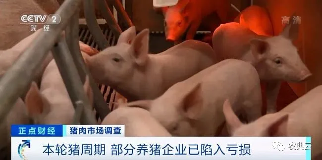 同比跌超50%！节后首周全国农产品批发市场猪肉均价10.5元/斤！2022年后续猪价怎么走？