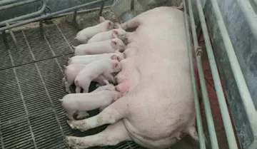 母猪乳房炎