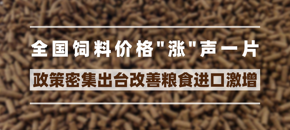 全国饲料价格“涨”声一片，政策密集出台改善粮食进口激增