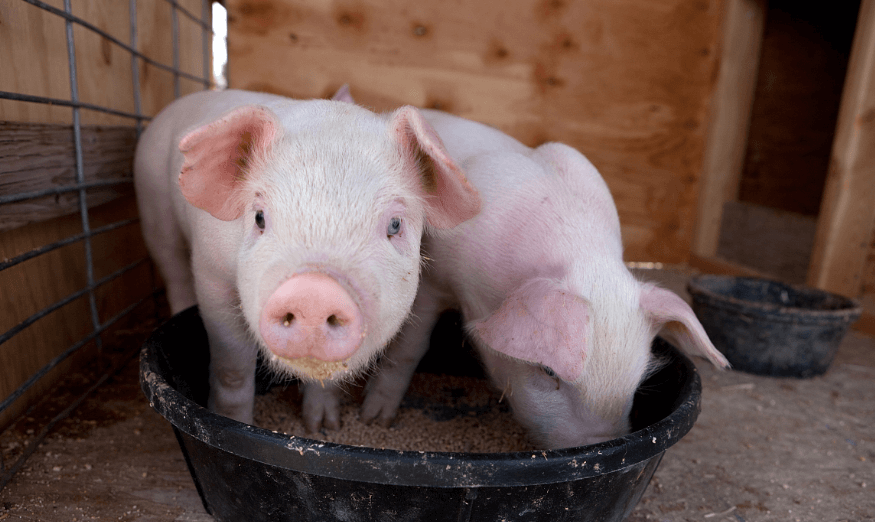 2022年02月17日全国各省市20公斤仔猪价格行情报价，仔猪价格持续低迷，如何“逆天改命”？