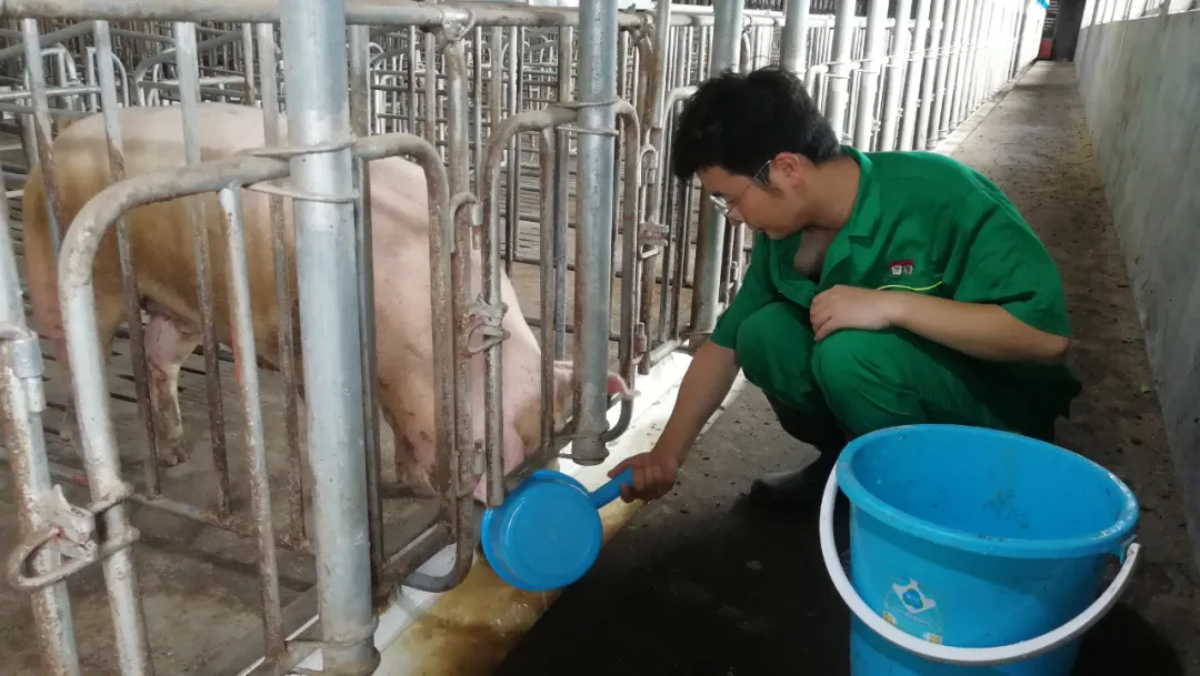 母猪睡觉时磨牙吐白沫的解决办法有哪些？