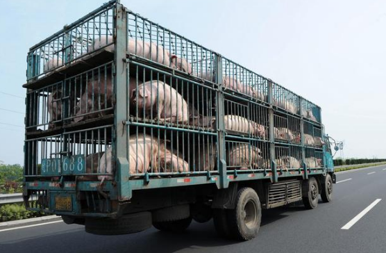 江西生猪产能全面恢复，畜产品市场供应充足