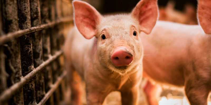 如何提高猪场生产效益，从减少猪场“弱仔”开始
