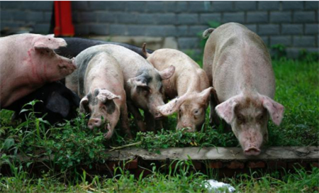 1月猪企生猪销量为何集体上升，本轮猪价下跌何时见底？