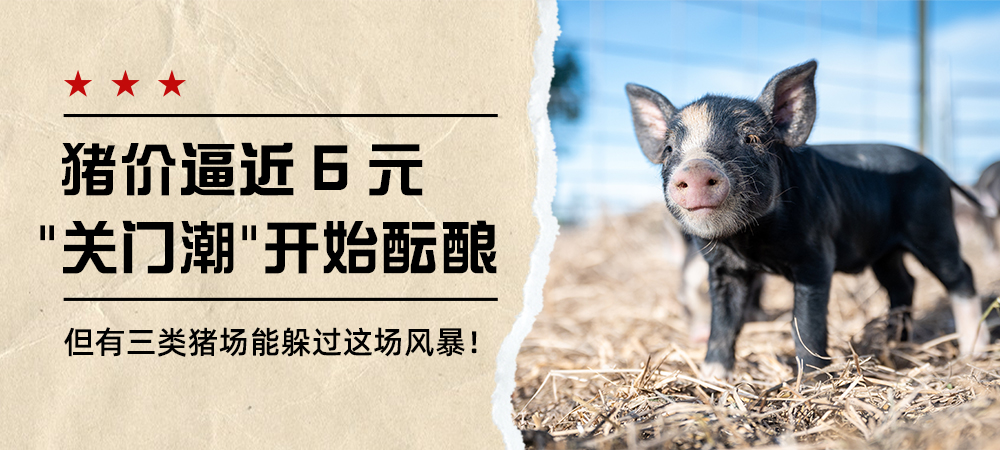 猪价逼近6元，“关门潮”开始酝酿，但有三类猪场能躲过这场风暴！