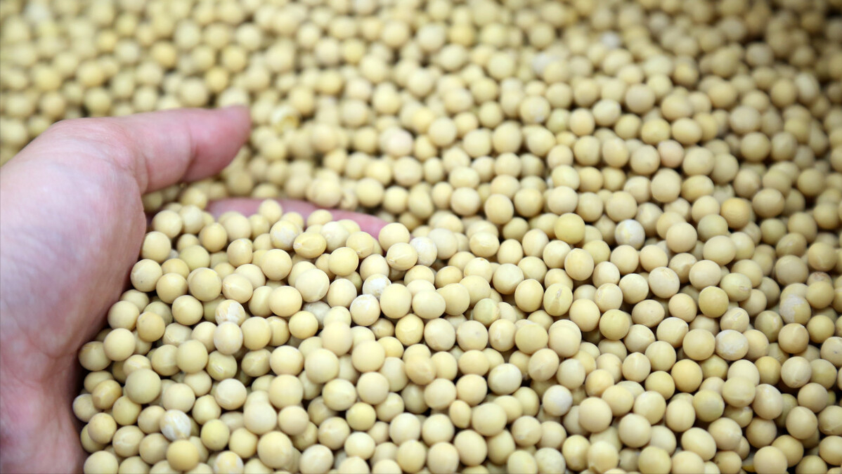 减少进口大豆依赖，夯实养殖业发展基础