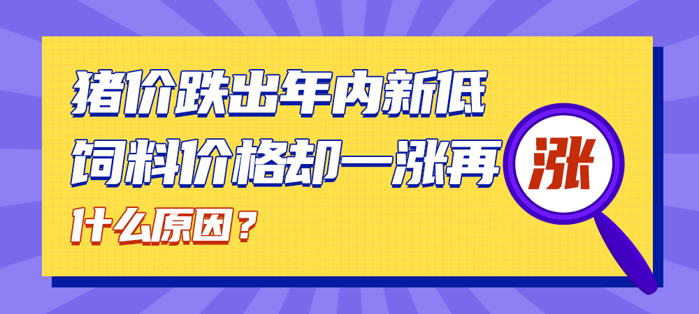 猪价跌出年内新低，饲料价格却一涨再涨！什么原因？