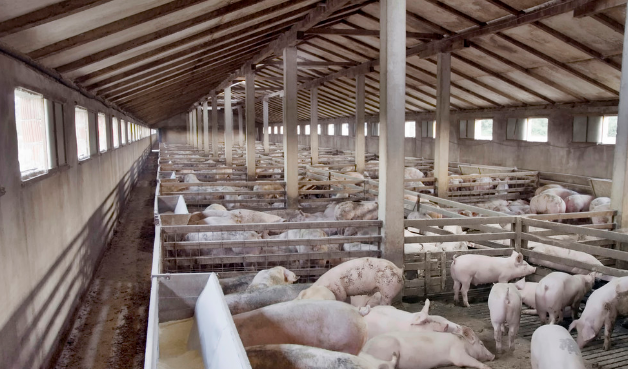 农业农村部：对3000头规模以上猪场挂牌调控，养殖户注意！