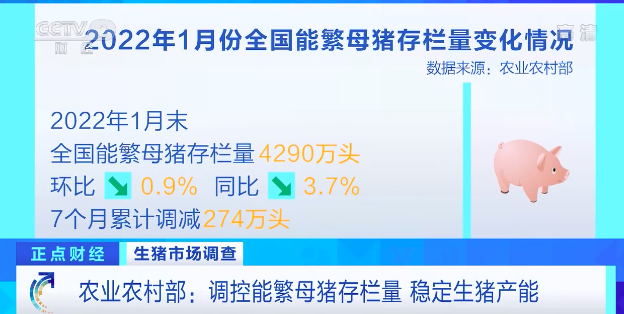 生猪价格连续下降！养殖户称出栏一头亏损300元！农业农村部：调控“能繁母猪存栏量”