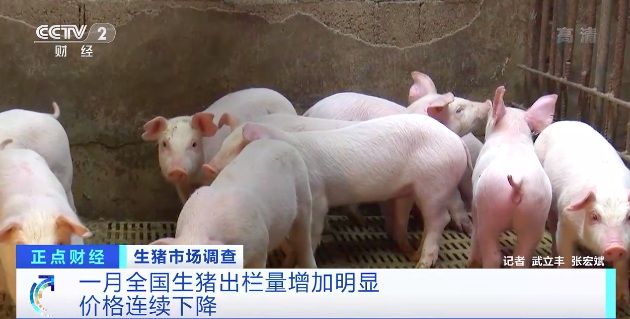 生猪价格连续下降！养殖户称出栏一头亏损300元！农业农村部：调控“能繁母猪存栏量”