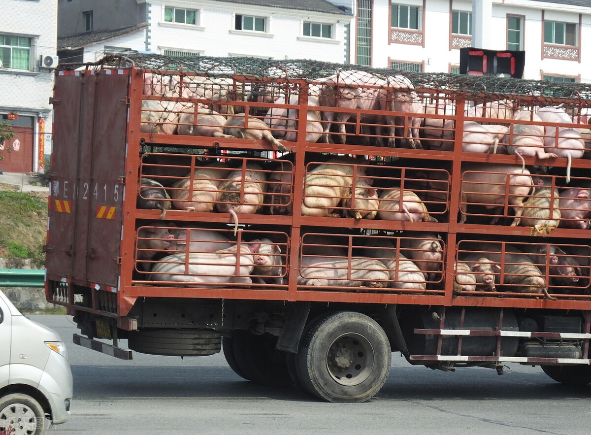 内地进口香港蔬菜供应量上升，猪肉价格总体稳定
