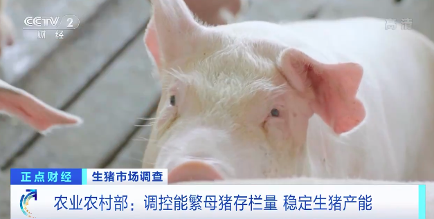 生猪价格连续下降！养殖户称出栏一头亏损300元！农业农村部：调控“能繁母猪存栏量”