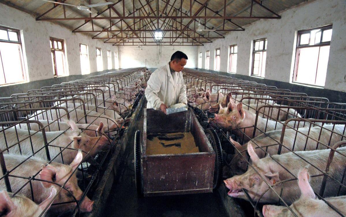 2021年全国有多少个种猪场？哪个省种猪多？我国进口了多少种猪？