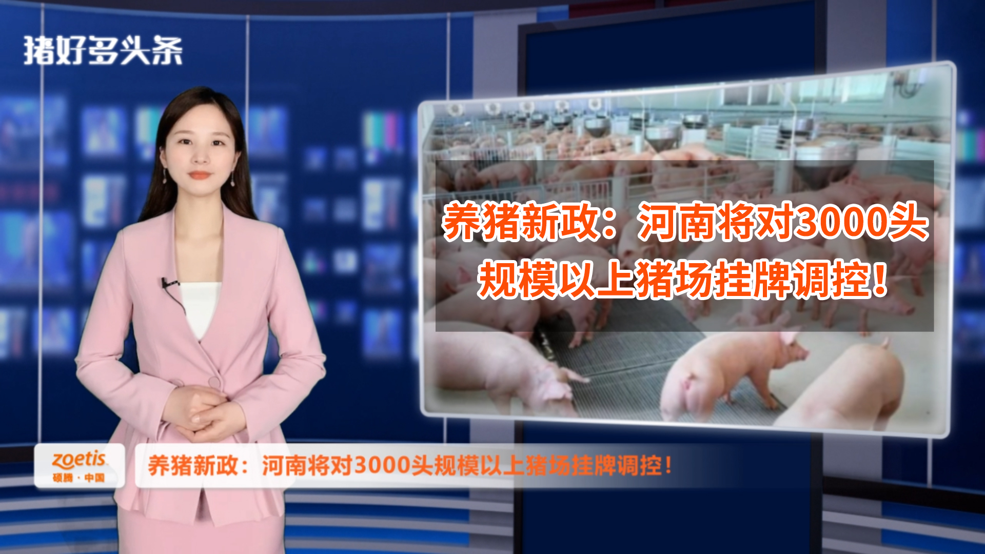 养猪新政策！对3000头规模以上猪场挂牌调控！肆意扩产时代终结？
