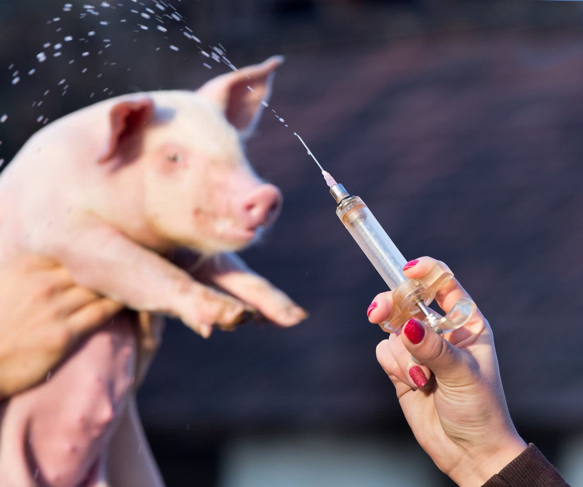 如何做猪场疫苗免疫？技术专家支招，注意4个方面！