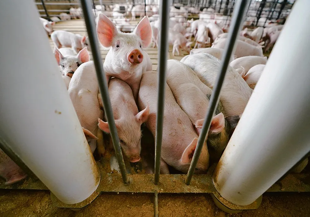 美国养猪业作为经济的重要部分，有哪些看点？