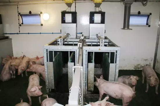 养猪如何提高饲料转化率？从给料的精确度着手！