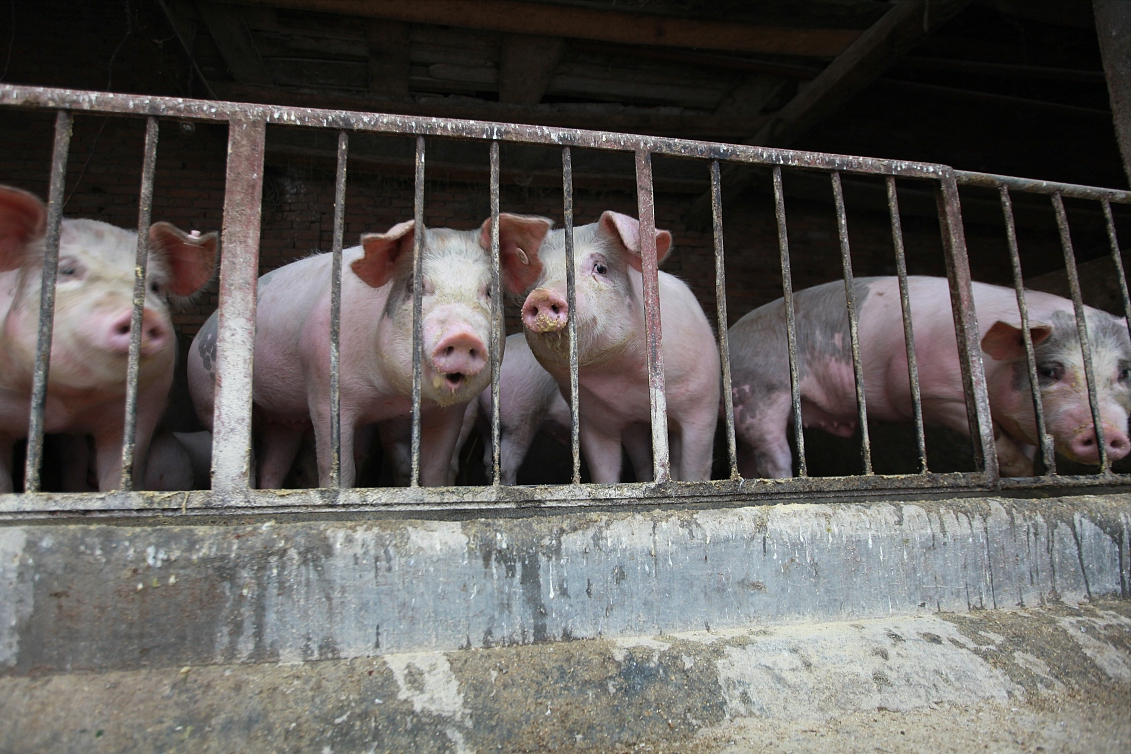 新干县试点“保险+期货”项目，生猪养殖大户领到了441.2万元赔付款