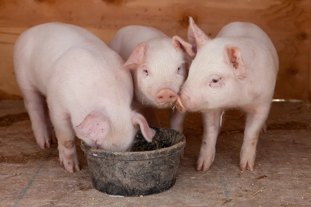 母猪、仔猪饲养管理的五个要点！养猪人学起来