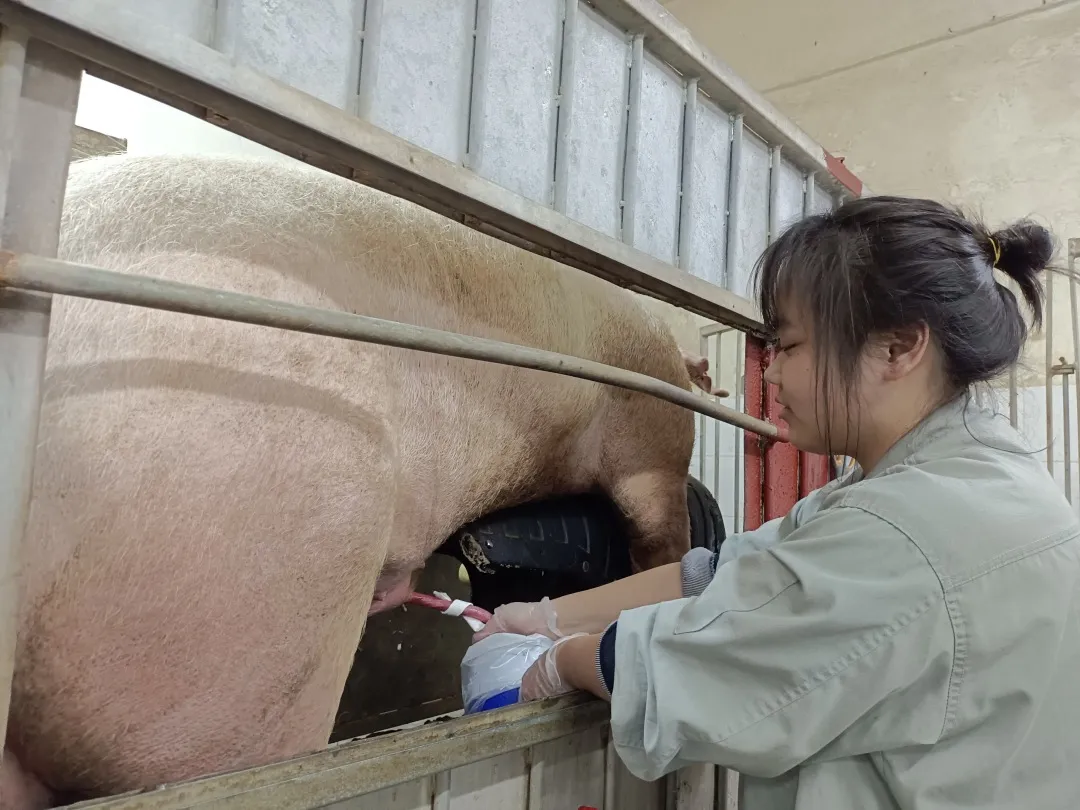 一个女生在德康尖山公猪舍工作是什么体验?一起来看看