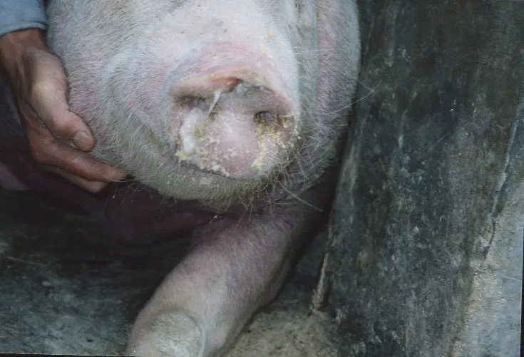 母猪流感症状图片图片