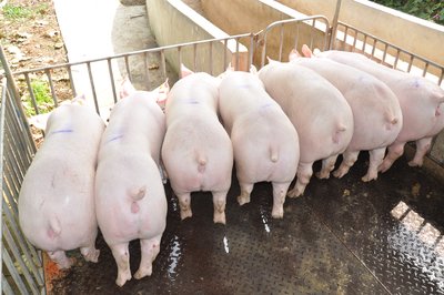 每天查情一次配种一次对猪场生产影响大吗？
