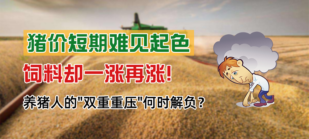 猪价短期难见起色，饲料却一涨再涨！养猪人的“双重重压”何时解负？