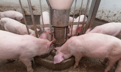 短期猪价难有起色，新一轮“猪周期”预计要到2022年下半年开始
