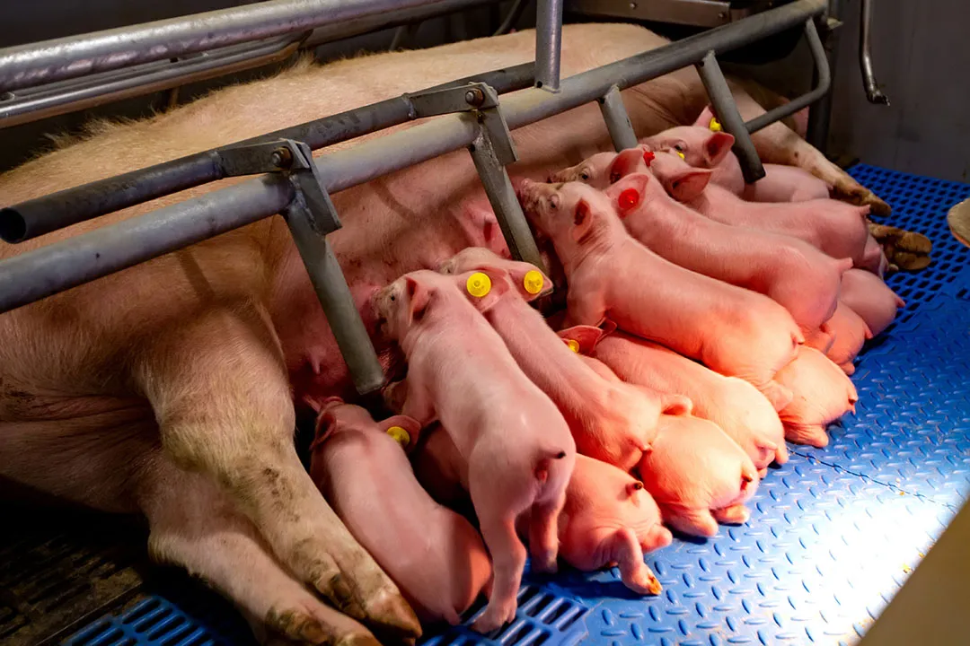 确保母猪高产奶量的两个方面——母猪和它的仔猪们