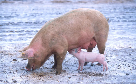 品种是猪场的核心，应如何挑选优良母猪？