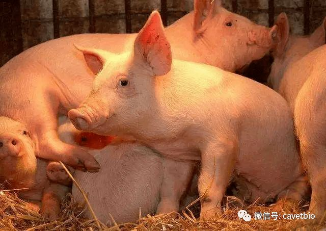 从2021年农业农村部通报的口蹄疫疫情中，我们可以得出哪些启示？