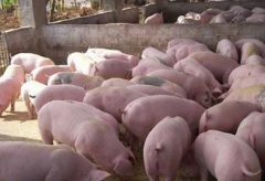 猪肉消费不及预期，供给充足仍将继续主导猪价整体偏弱
