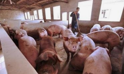 青海：生猪产能持续释放，猪肉价格回落明显