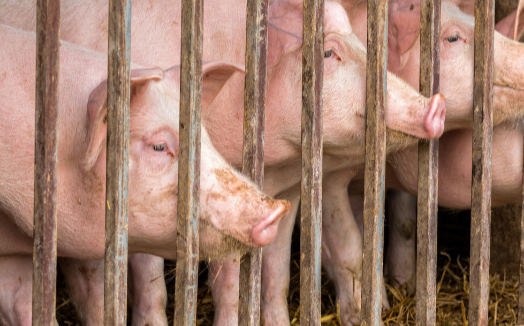 四川省2022年度国家级和省级生猪产能调控基地名单公布