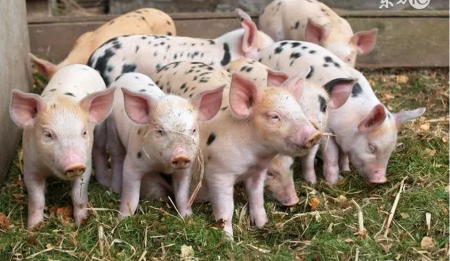 2022年02月24日全国各省市20公斤仔猪价格行情报价，3、4月份补栏，8、9月份出栏能稳赚？