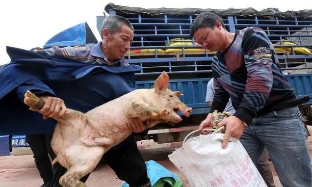 养猪业野蛮生长时代将结束！牧原“咬牙血拼”，金新农“保守作战”