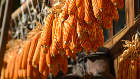 今日玉米价格行情：乌克兰进入战时状态，玉米期价大幅攀升！