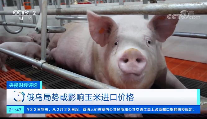 俄乌开战！我国3成进口玉米来自乌克兰，饲料涨价养殖业要躺枪？