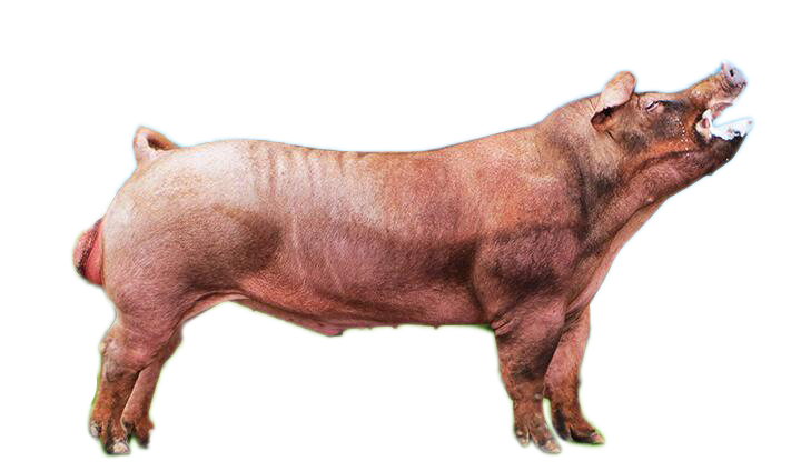 低成本才是养殖业王道，种猪性能亦是低成本的重要保障！