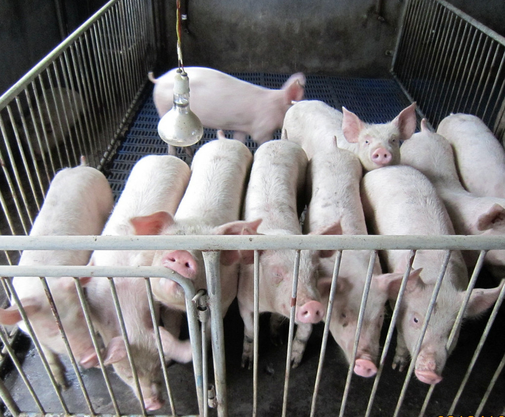 2022年02月27日全国各省市20公斤仔猪价格行情报价，仔猪止跌回暖，要开启上涨模式了吗？