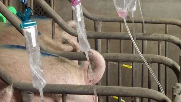 导致猪场繁殖失败的原因主要有哪些？
