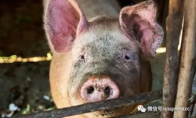 养猪人注意！猪附红细胞体在猪各阶段的感染率达80%-90%，该如何防控？