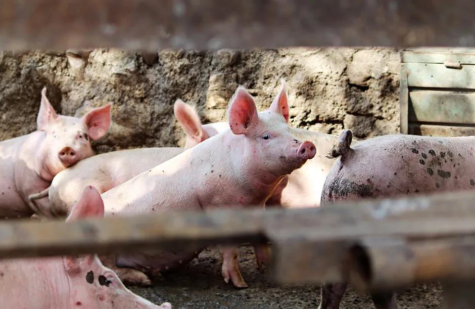 吕梁市生猪产业联合会：突出特性做强生猪产业