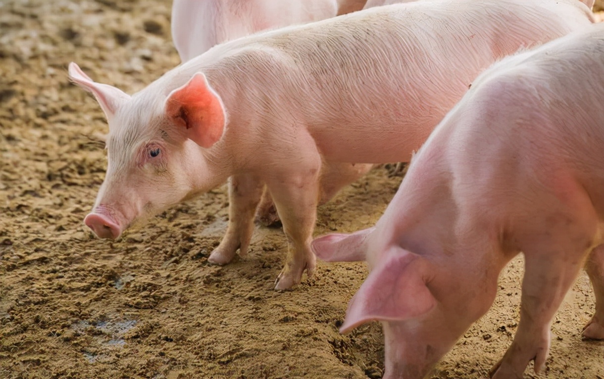 豆粕玉米价格孟飙，养一头猪成本增加123元！生猪产能去化加快？