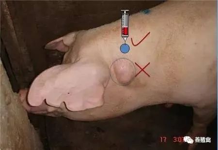 给猪打针，不小心针头断在里面了怎么办？