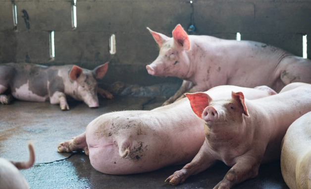 血液原虫对怀孕母猪、仔猪、保育猪的影响及防控措施有哪些？