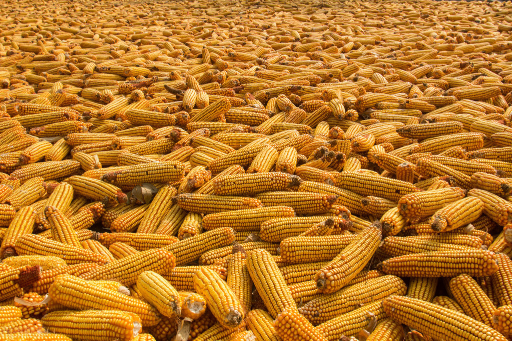 国内玉米价格普涨，市场看涨氛围浓厚，贸易商入市积极