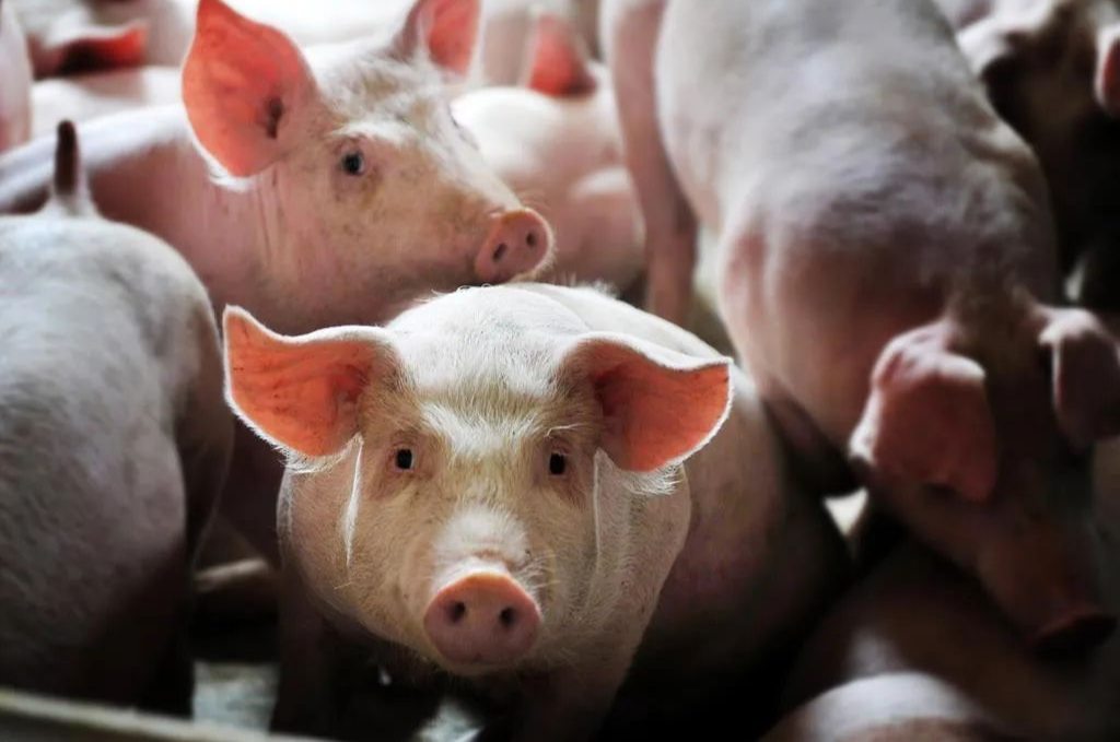 2月底饲料成本增加！折算生猪养殖成本增加约0.7元/公斤，养殖户双重承压