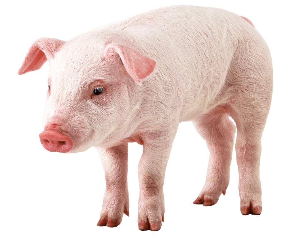 2022年03月01日全国各省市20公斤仔猪价格行情报价，现在规模猪场大都以自繁自养为主，仔猪交易市场冷清？